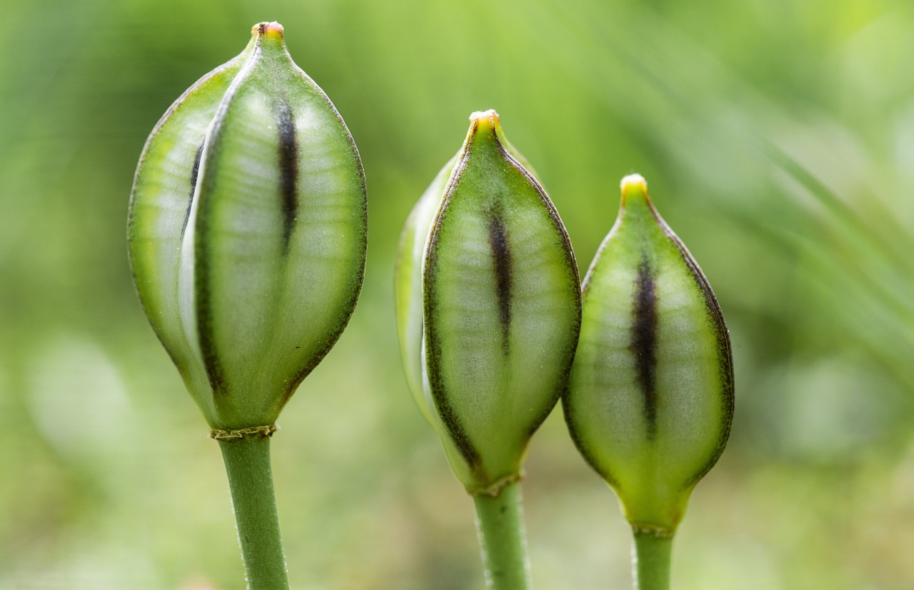 How to Practice Seed Saving in an Eco-Friendly Way?